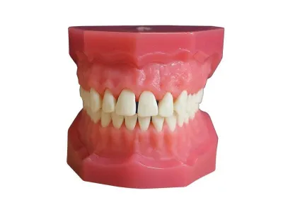 М0267 Денто-модель верхней и нижней челюстей для удаления ЧВН-28У
