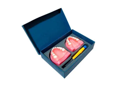 М0469 Денто-модель детской верхней и нижней челюсти ЧВН-24 N