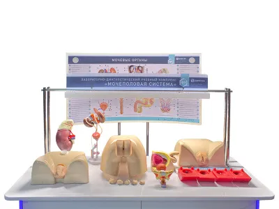310_МУ0032_Учебный_комплекс_мочеполовая_система_2