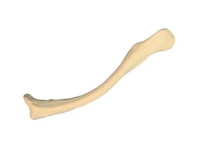 310_Композитная_модель_ключицы