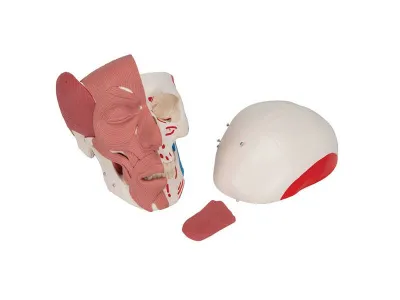 Модель черепа с лицевыми мышцами 3B Smart Anatomy_4