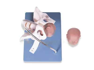 P23 Модель для демонстрации процесса родов (на подставке)