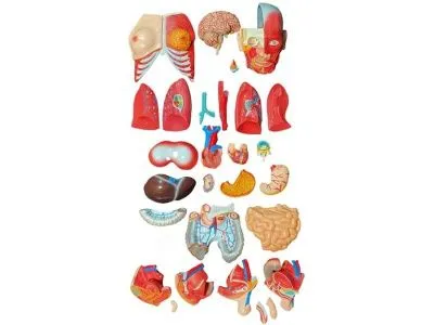 Модель торса двуполая разборная с мышцами 85 см, 30 частей_4