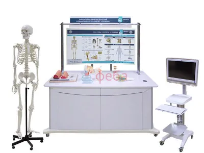 МУ0048 Лабораторно-диагностический учебный комплекс «Скелет человека», 177 см