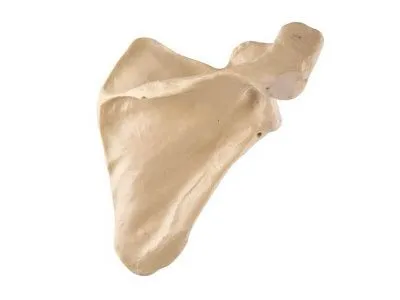 1018517 Лопатка, правая, ORTHOBone