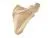 Лопатка, правая, ORTHOBone 1018517 Лопатка, правая, ORTHOBone