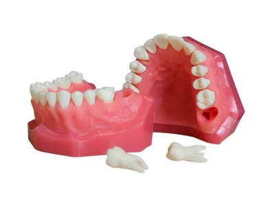 М0267 Денто-модель верхней и нижней челюстей для удаления ЧВН-28У