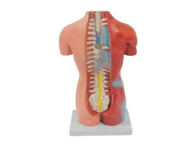 T008 Модель торса бесполая разборная 42 см 18 частей