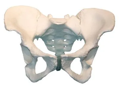 М0464 Композитная модель таза