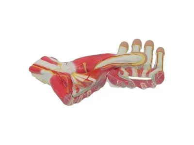 SMD136 Модель строения кисти разборная 3 части