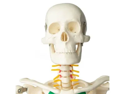 Модель скелета человека с позвоночными нервами 80 см (на подставке)_3