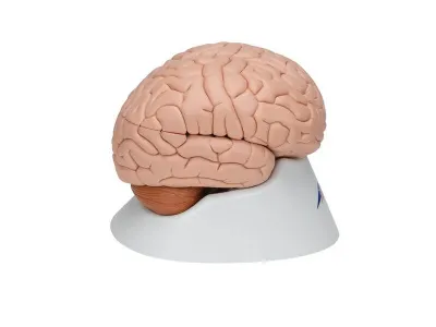 Модель мозга, 8 частей 3B Smart Anatomy_2