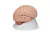 Модель мозга, 8 частей 3B Smart Anatomy_2