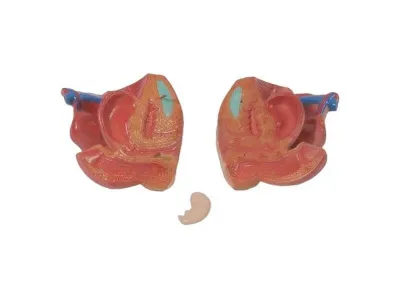 T004 Модель торса двуполая разборная 85 см 40 частей