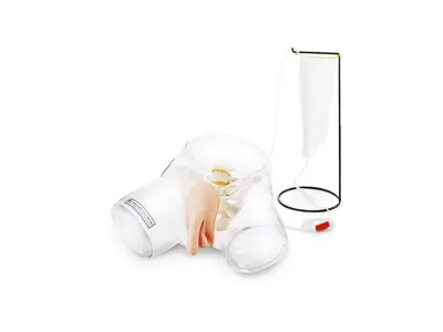 Прозрачная модель для обучения катетеризации, мужская