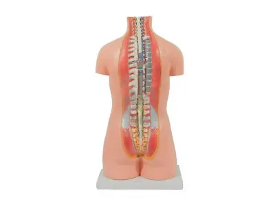 T003 Модель торса бесполая разборная 85 см 20 частей