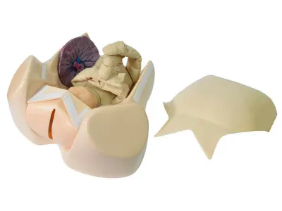 МУ0484 Акушерский тренажер для отработки навыков родов и демонстрации биомеханизма родов