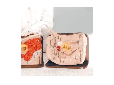 Симулятор катетеризации мужской