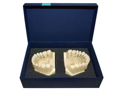 М0402 Денто-модель верхней и нижней челюстей с прозрачными деснами для удаления ЧВН-28УП