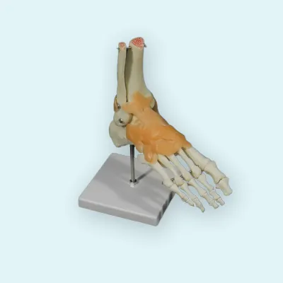 310_L046_Модель голеностопного сустава со связками (на подставке)