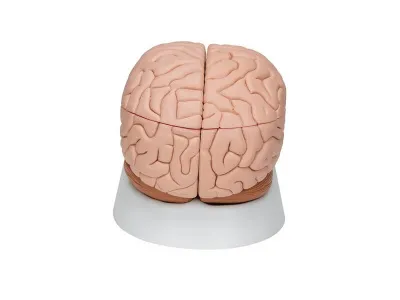 Модель мозга, 8 частей 3B Smart Anatomy_3