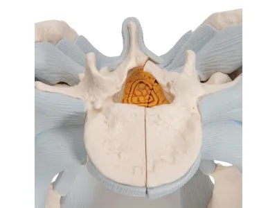 Модель мужского таза со связками, 2 части 3B Smart Anatomy_6