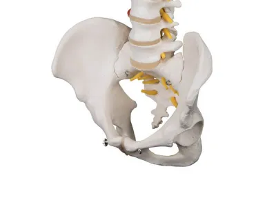 Высокогибкая модель позвоночника человека, установленная на гибком сердечнике 3B Smart Anatomy_4