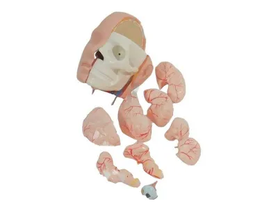 T004 Модель торса двуполая разборная 85 см 40 частей