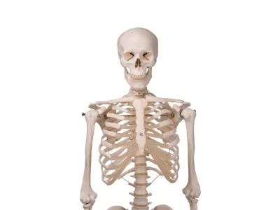 Модель скелета человека Стэн на металлическом штативе с колесиками_2