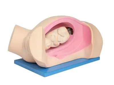P6 Тренажер для демонстрации процесса родов