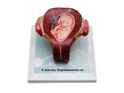 М0028 Комплект демонстрационных моделей этапов эмбриогенеза человека
