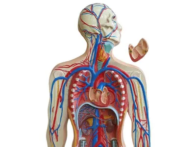 Модель кровеносной системы 2 части (на подставке)_1