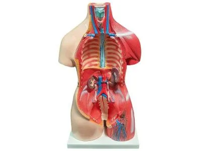 Модель торса двуполая разборная с мышцами 85 см, 30 частей_1