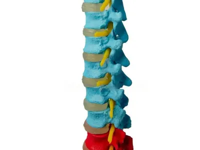 YAL037F Модель позвоночника с тазом и раскрашенными отделами (на штативе)