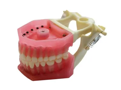 МУ0246  Денто-модель верхней и нижней челюсти с окклюдатором ЧВН-320