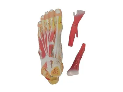 SMD137 Модель строения стопы разборная 3 части