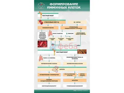 310_МУ0238_Формирование_иммунных_клеток