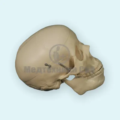 310_A014A_Модель черепа человека 3 части 2