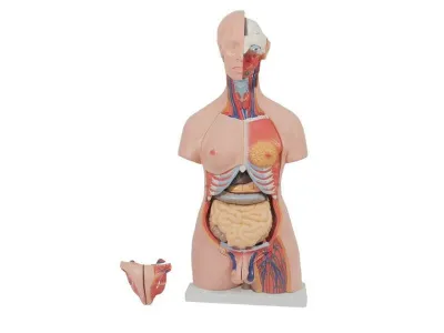 T002 Модель торса двуполая разборная 85 см 23 части