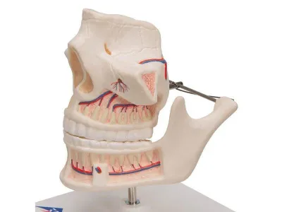 Модель зубов взрослого человека 3B Smart Anatomy_6