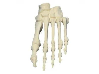 М0109 Модель скелета стопы человека