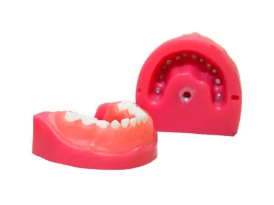 М0469 Денто-модель детской верхней и нижней челюсти ЧВН-24 N