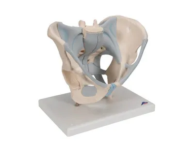Модель мужского таза со связками, 2 части 3B Smart Anatomy