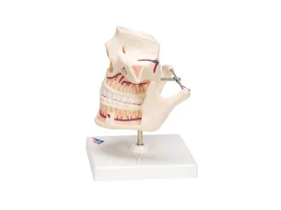 Модель зубов взрослого человека 3B Smart Anatomy_4