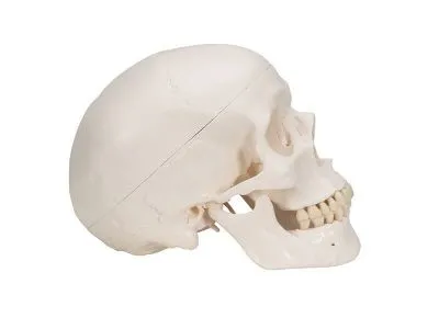 Классическая модель человеческого черепа, 3 часть 3B Smart Anatomy_2