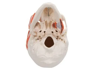 Модель черепа человека с жевательными мышцами 3B Smart Anatomy_4