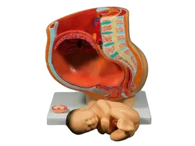 Модель таза беременной женщины со зрелым плодом 4 части (на подставке)_1