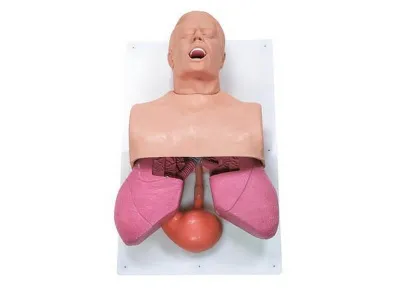 Тренажер для манипуляций дыхательных путей (взрослый)
