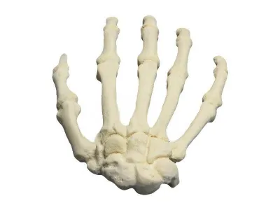 М0108 Модель скелета кисти человека