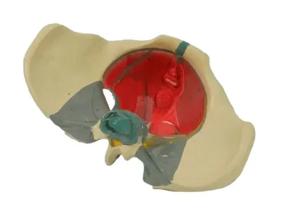 Модель женского таза с выделенными связками, мышцами и нервами_2